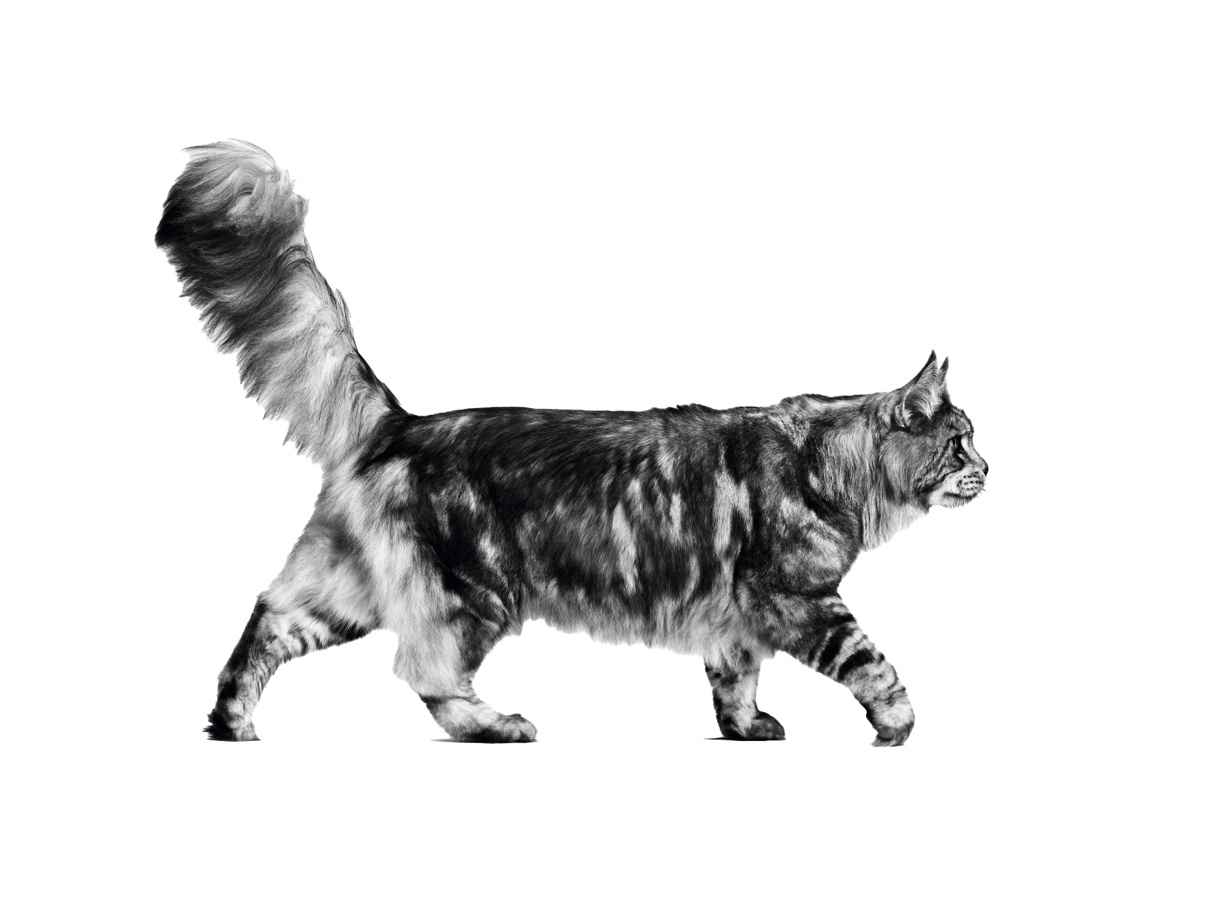 phase-03-3_page-05_003_緬因成貓