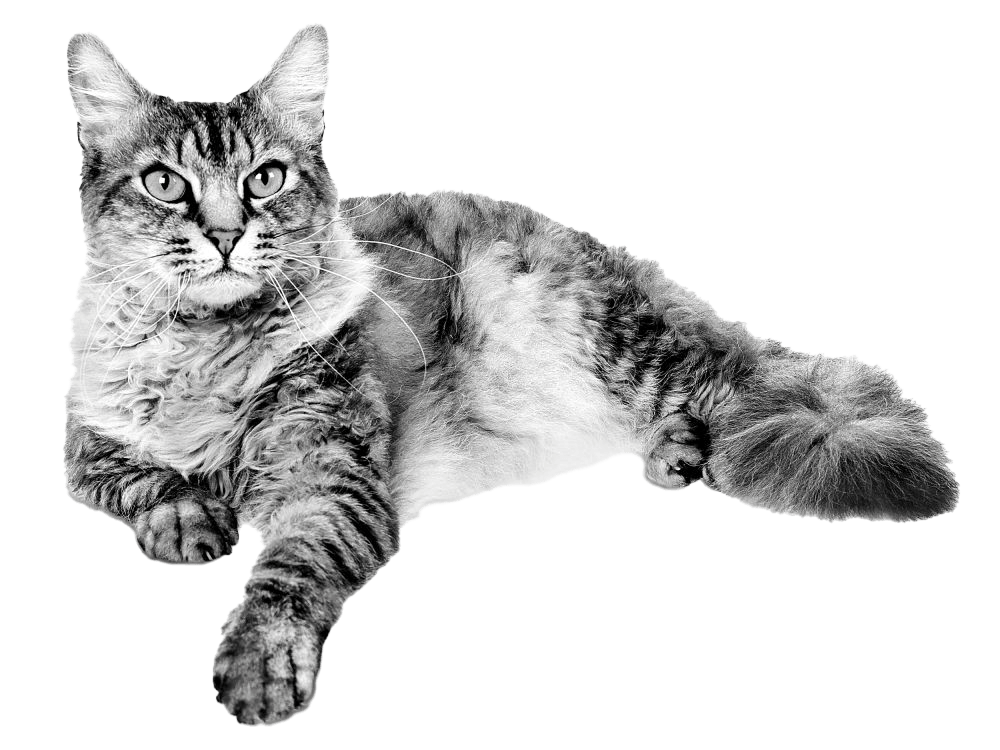 phase-03-3_page-05_006_拉邦貓